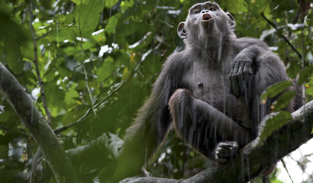 Обезьяна под дождем