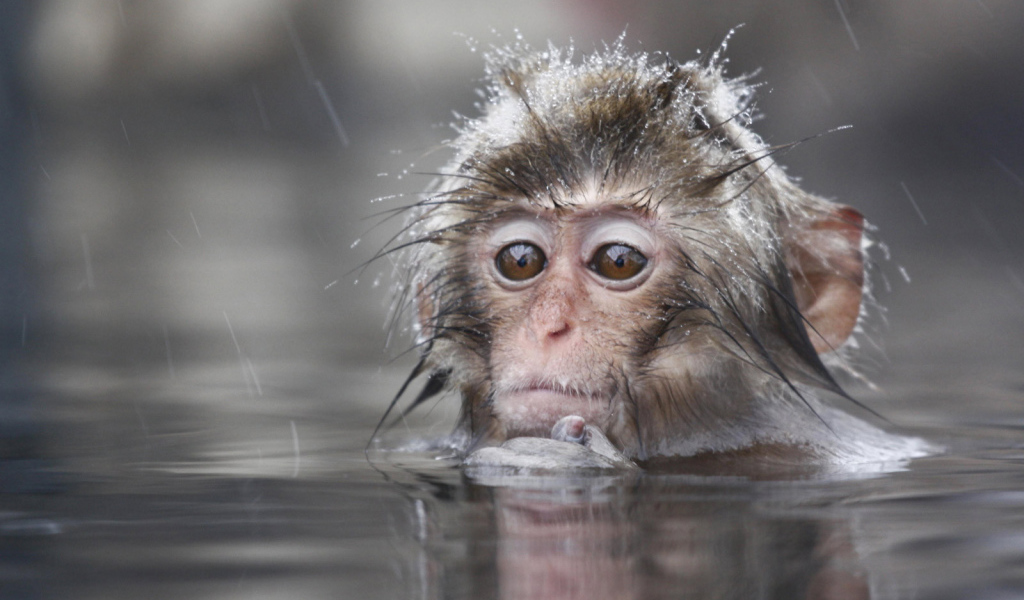 Обезьяна в воде