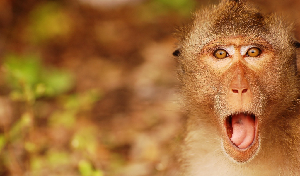 Обезьяна открыла рот