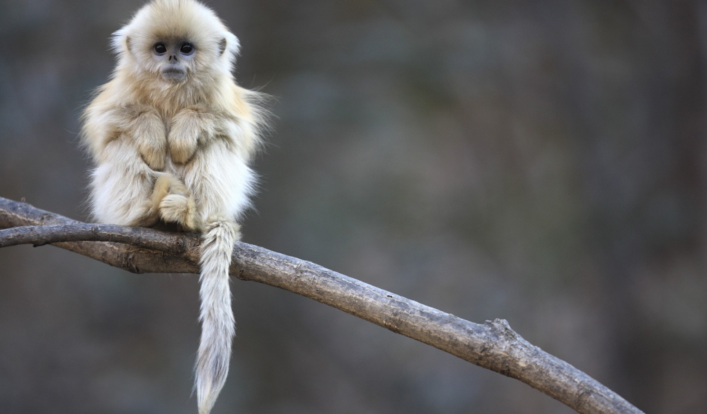 Маленькая обезьянка сидит на ветке