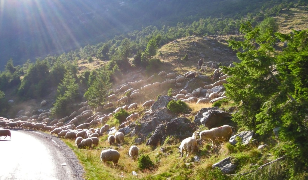 Стадо овец переходит дорогу