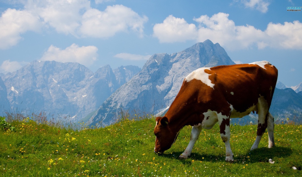 Корова на альпийском поле