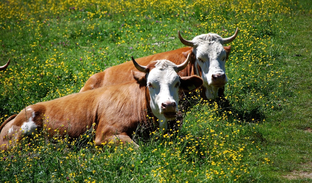 Коровы лежат в траве