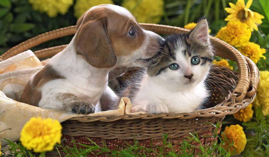 Щенок и котенок в одной корзине