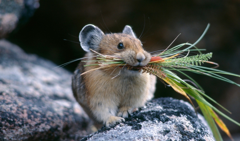 Хомяк с травой