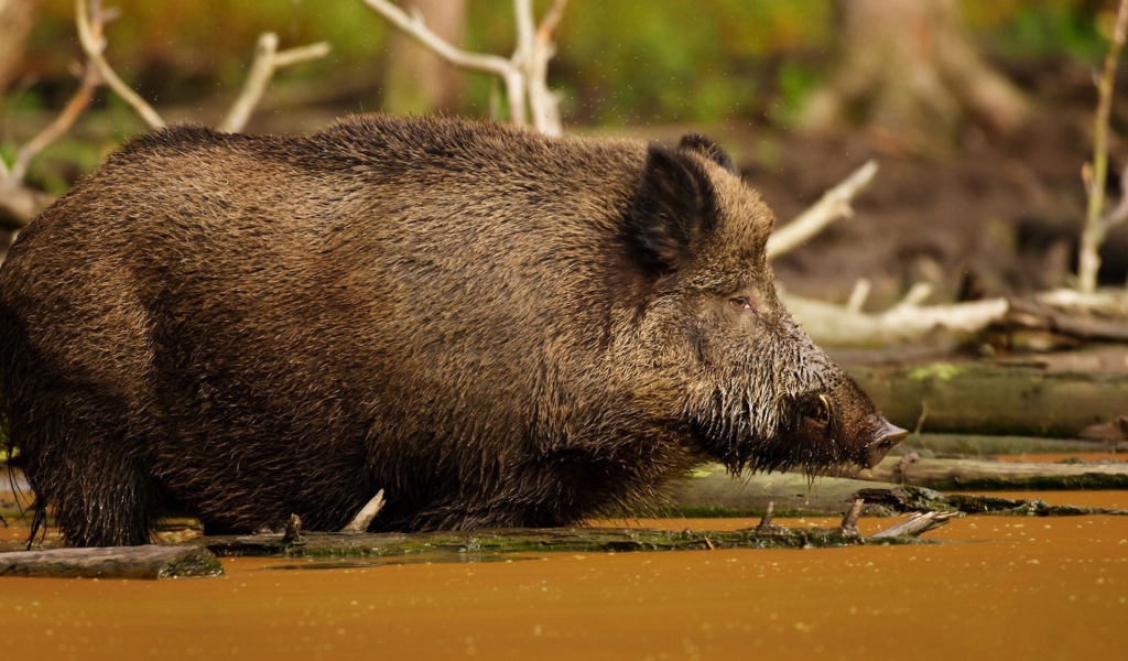 Кабан в болоте