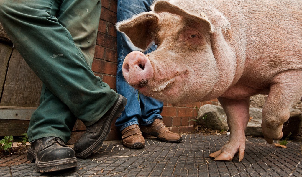 Свинья на улице города