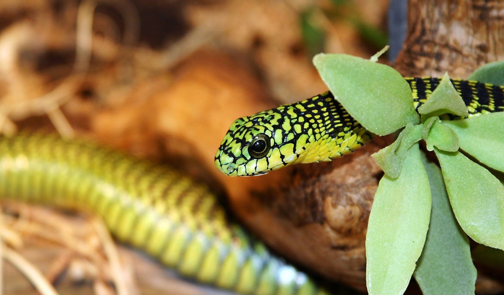 Зеленая змея