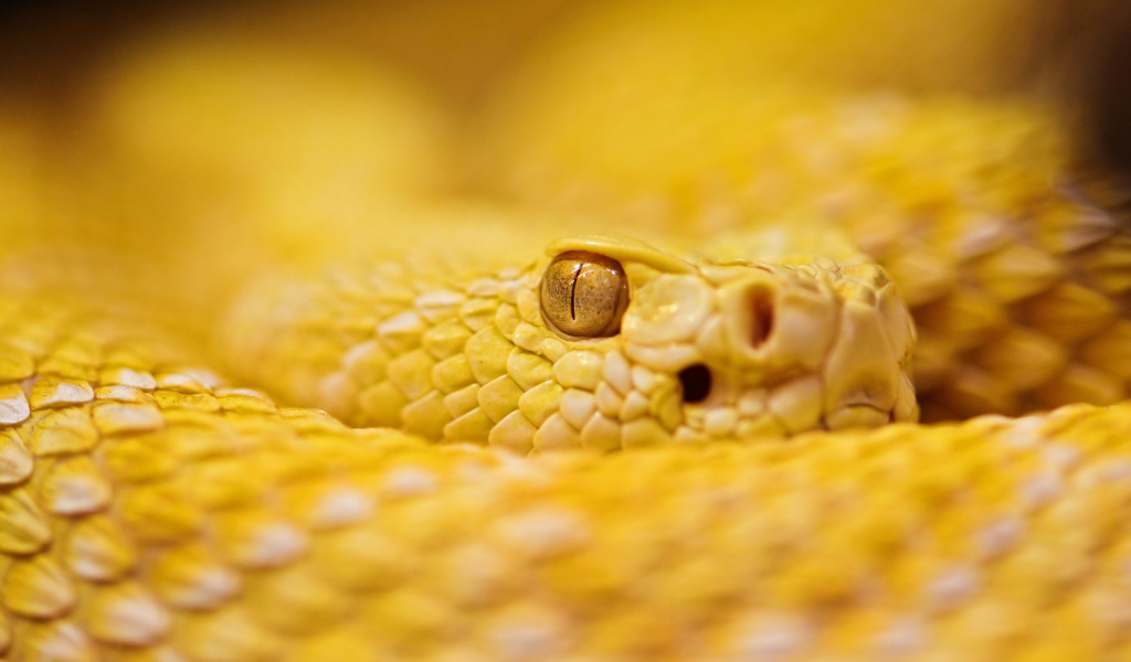 Гремучая змея альбинос