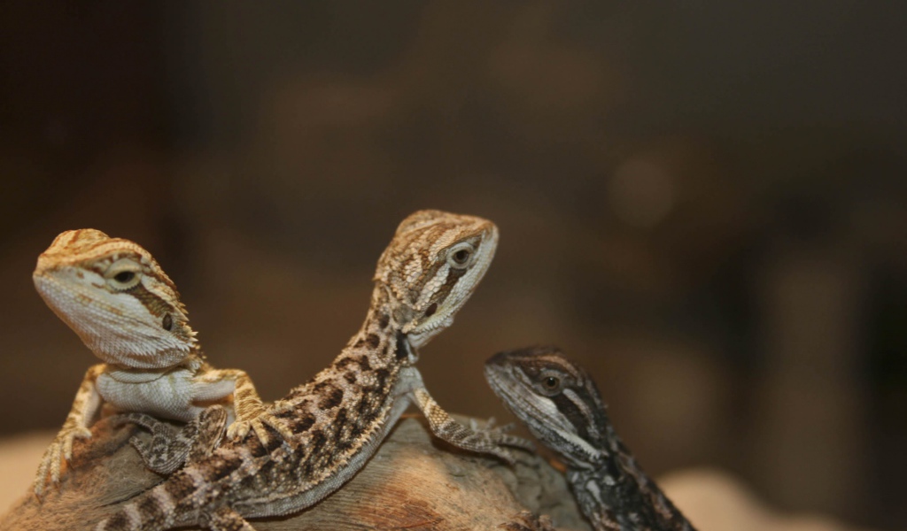 Бородатый дракон