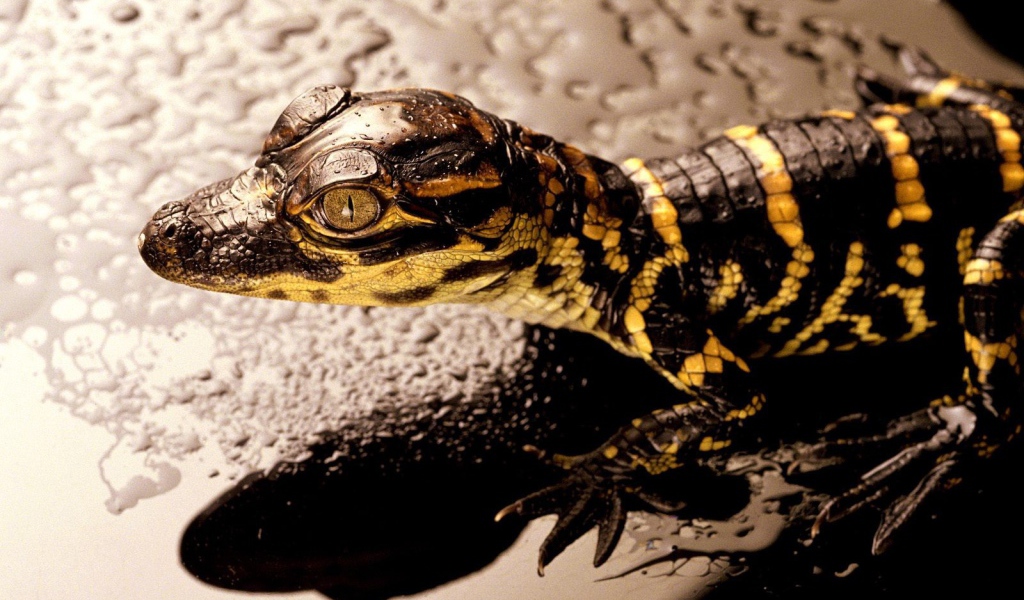 Коричневая ящерица