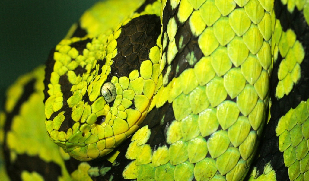 Смертоносная змея