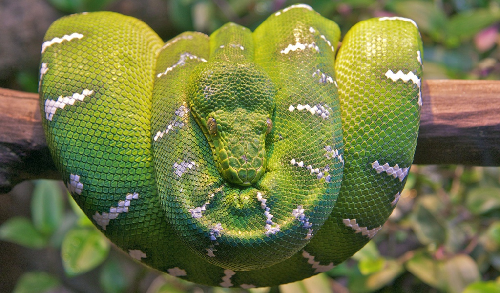 Изумрудная древесная змея