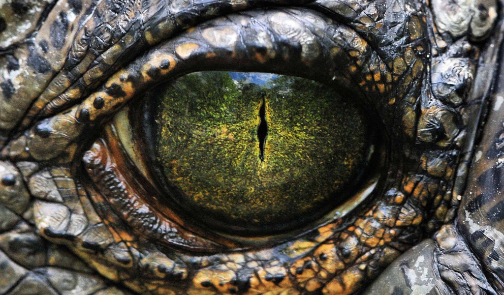 Глаз рептилии