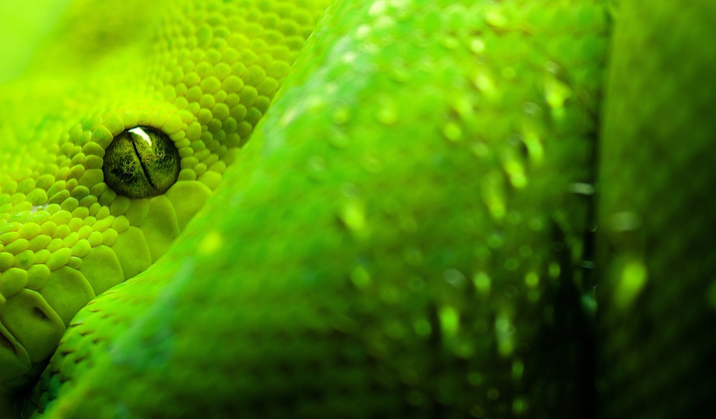 Глаза зеленой змеи