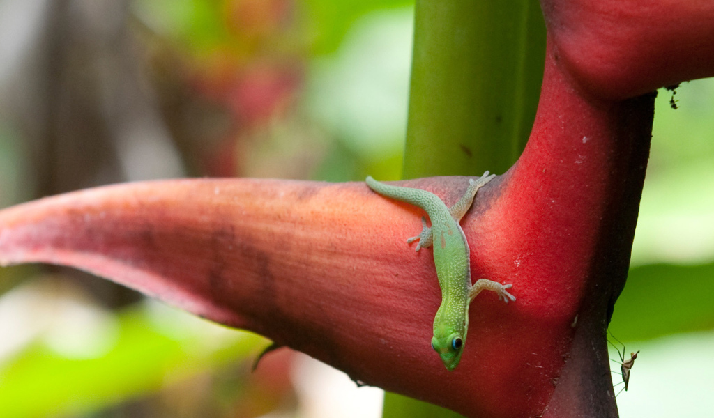 Зеленая ящерица