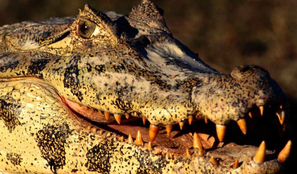 Голова каймана