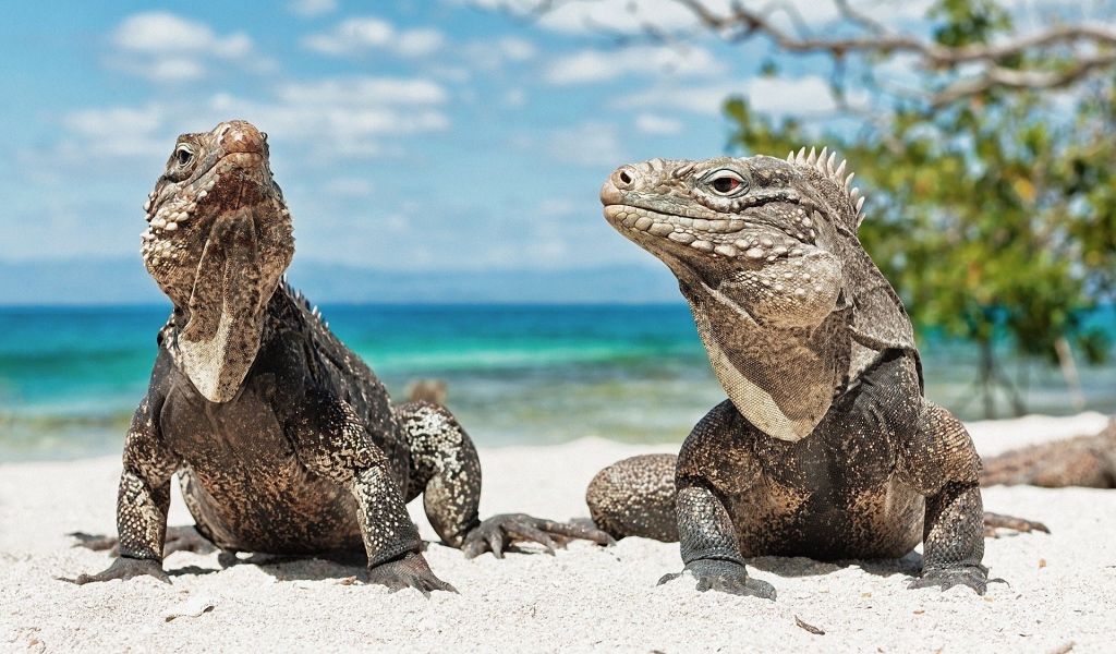Игуаны на песке