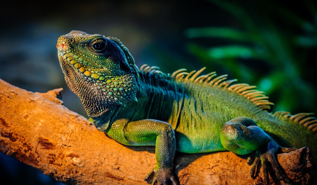 Ящерица Игуана