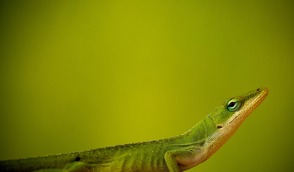 Ящерица на зеленом фоне