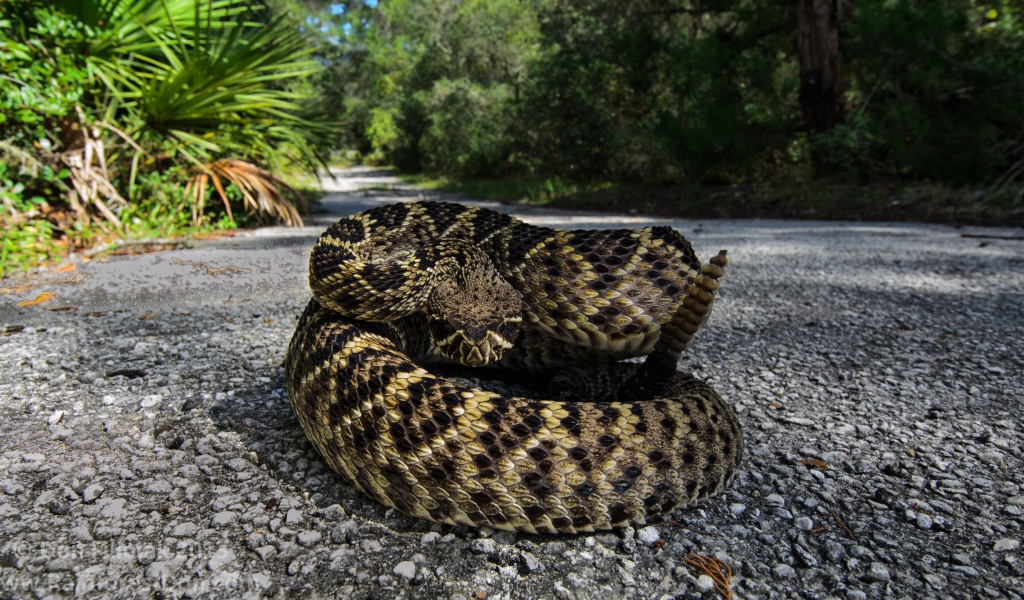 Гремучая змея