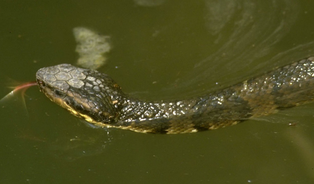 Змея плывет по воде