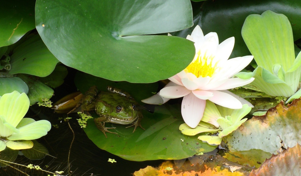 Лягушка сидит у лилии
