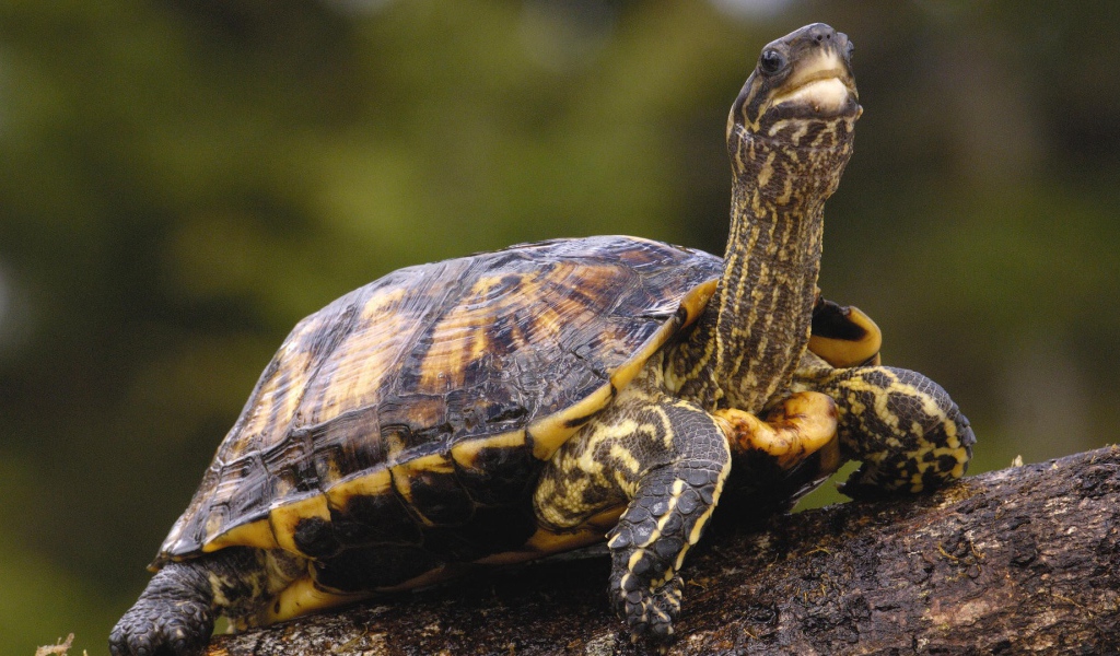 Черепаха с длинной шеей