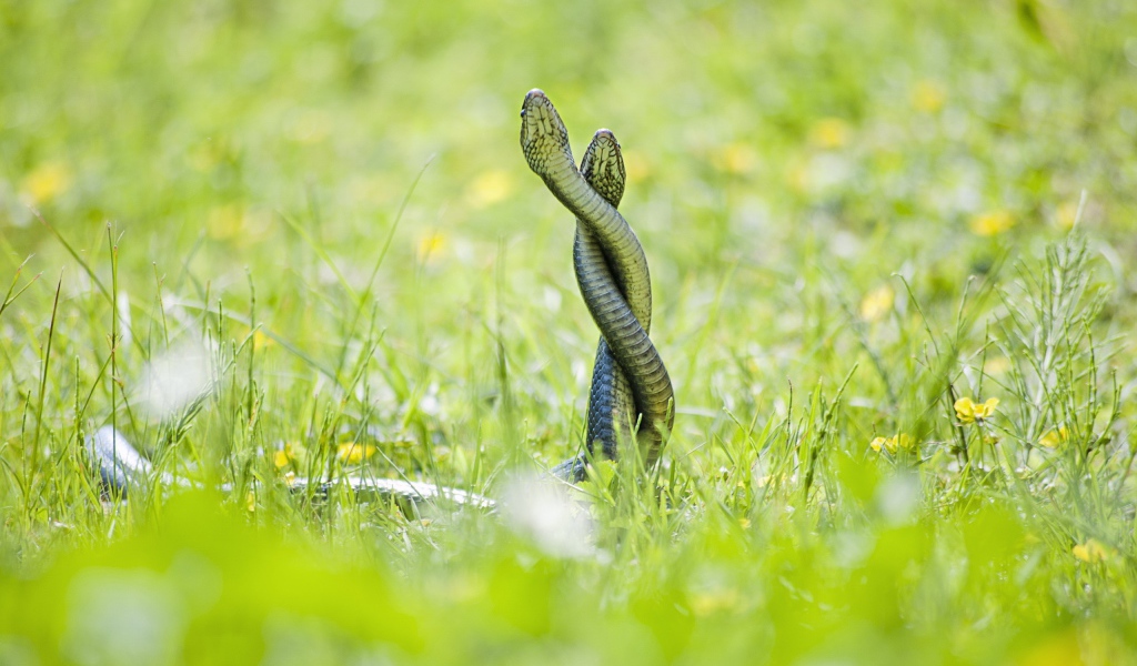 Две змеи сплелись