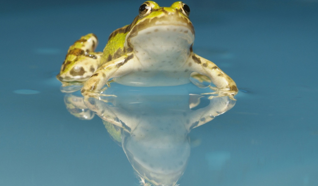 Желтая лягушка в воде