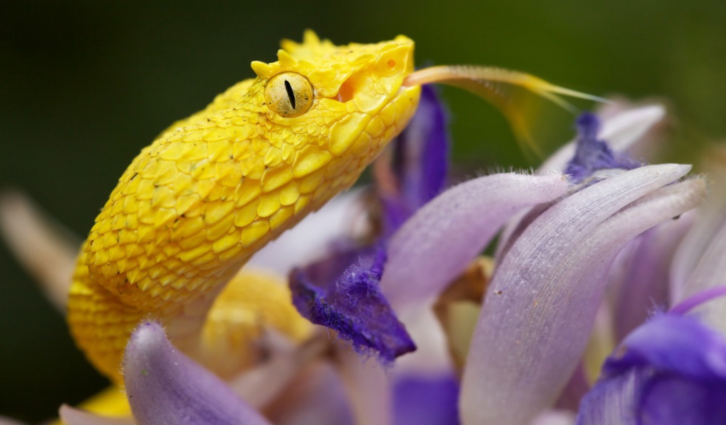 Желтая змея