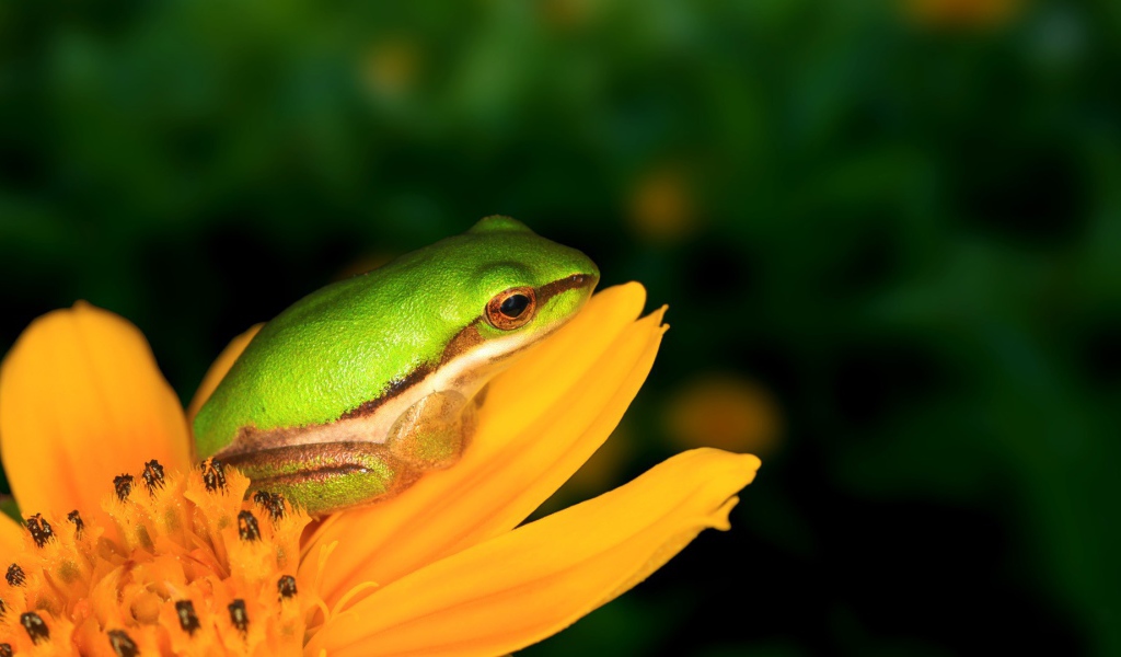 Лягушка на желтом цветке