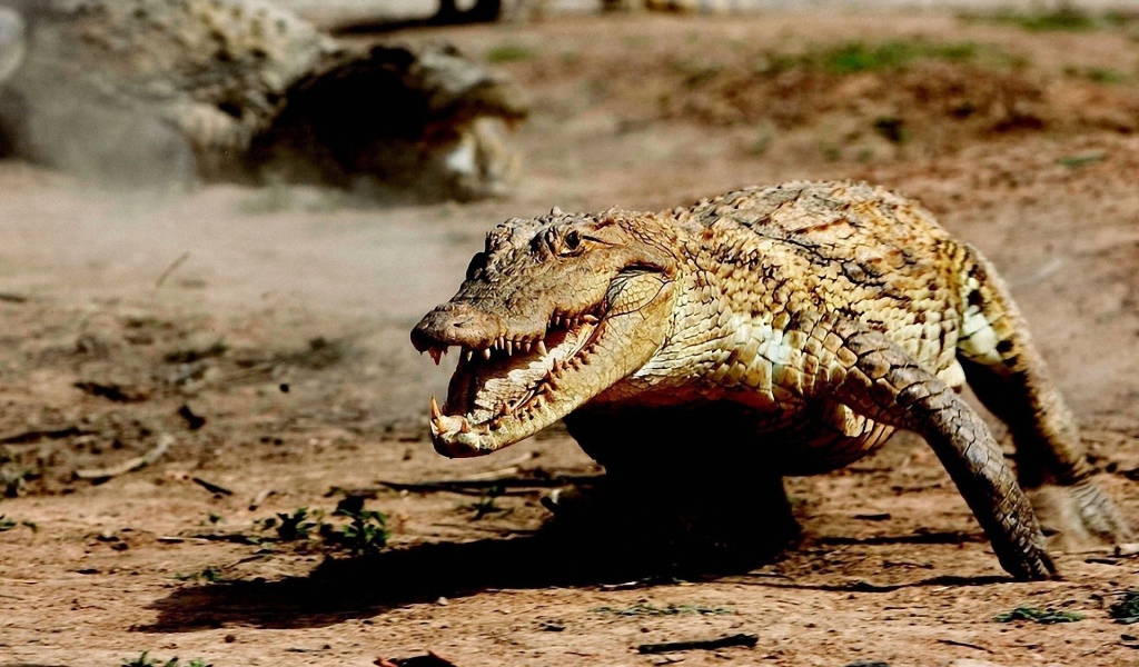 Крокодил бежит по земле