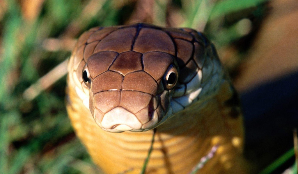 Взгляд кобры