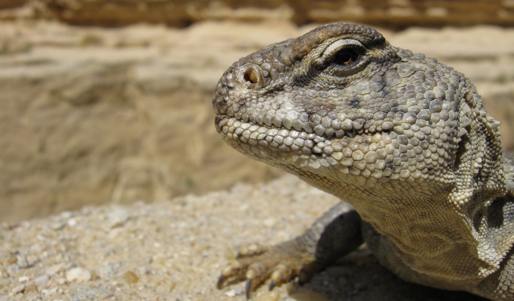 Взгляд ящерицы