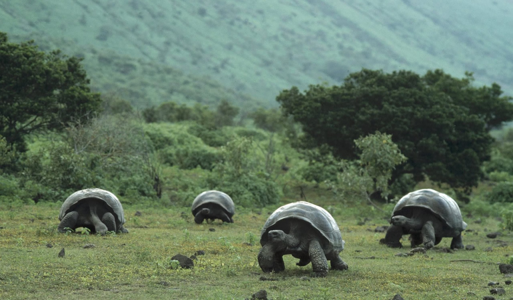 Стадо гигантских черепах