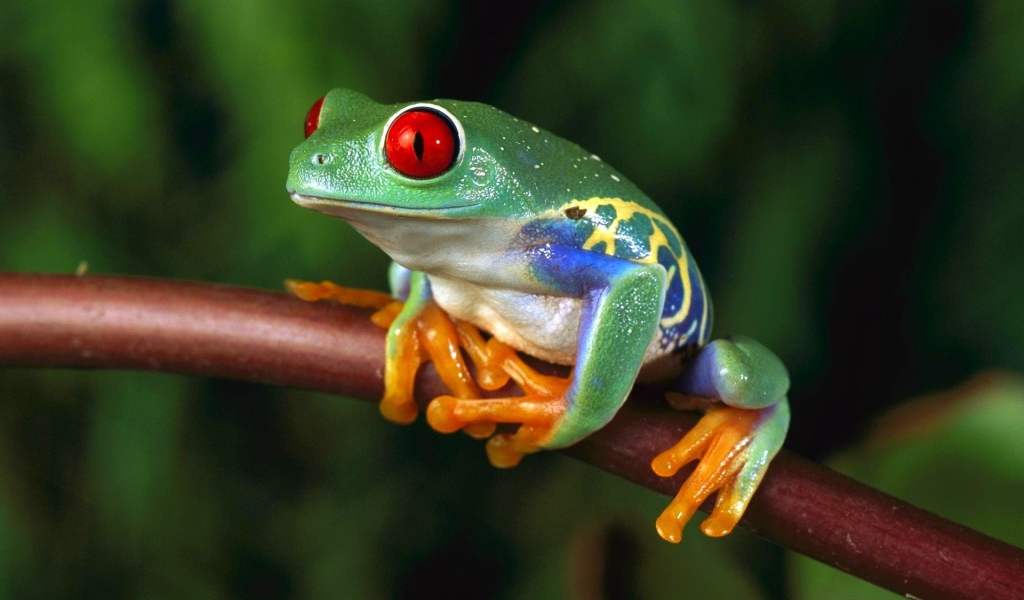 Разноцветная лягушка