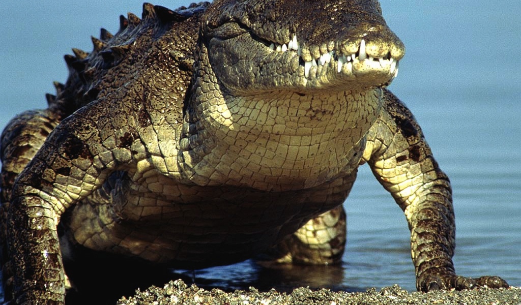 Крокодил выходит из воды