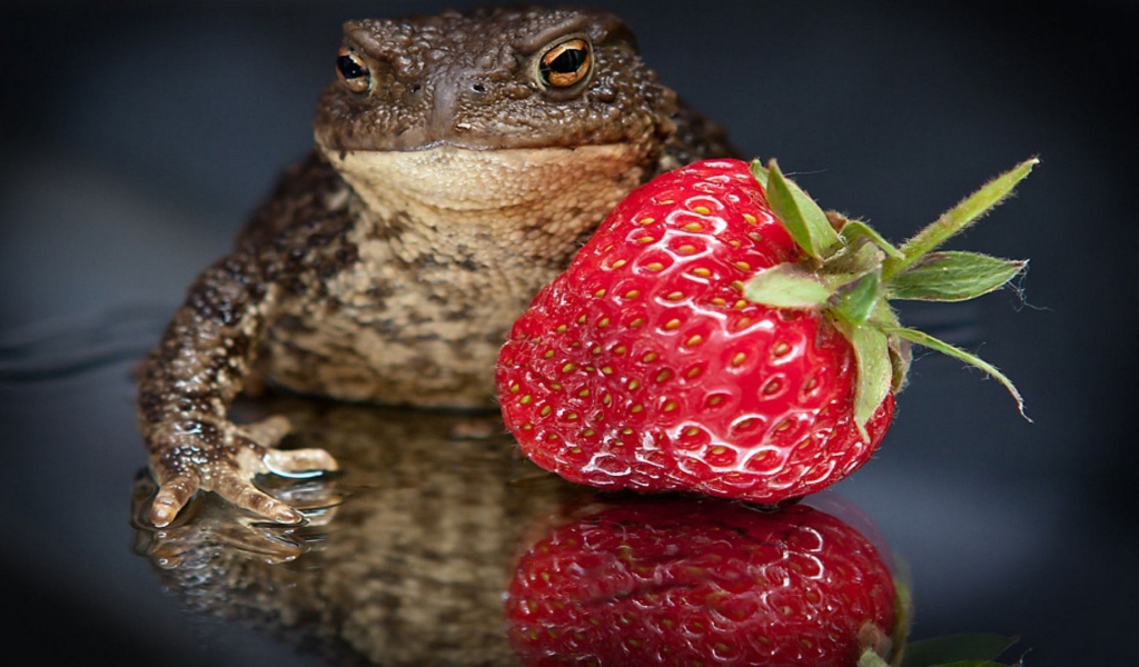 Лягушка с клубникой
