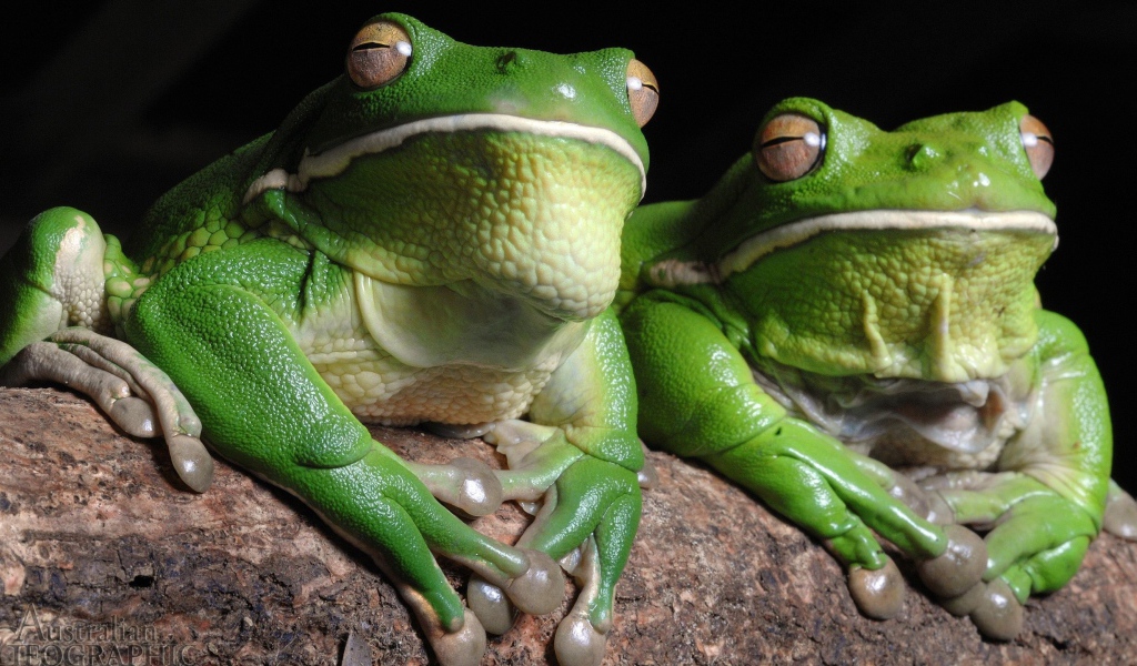 Зеленые лягушки