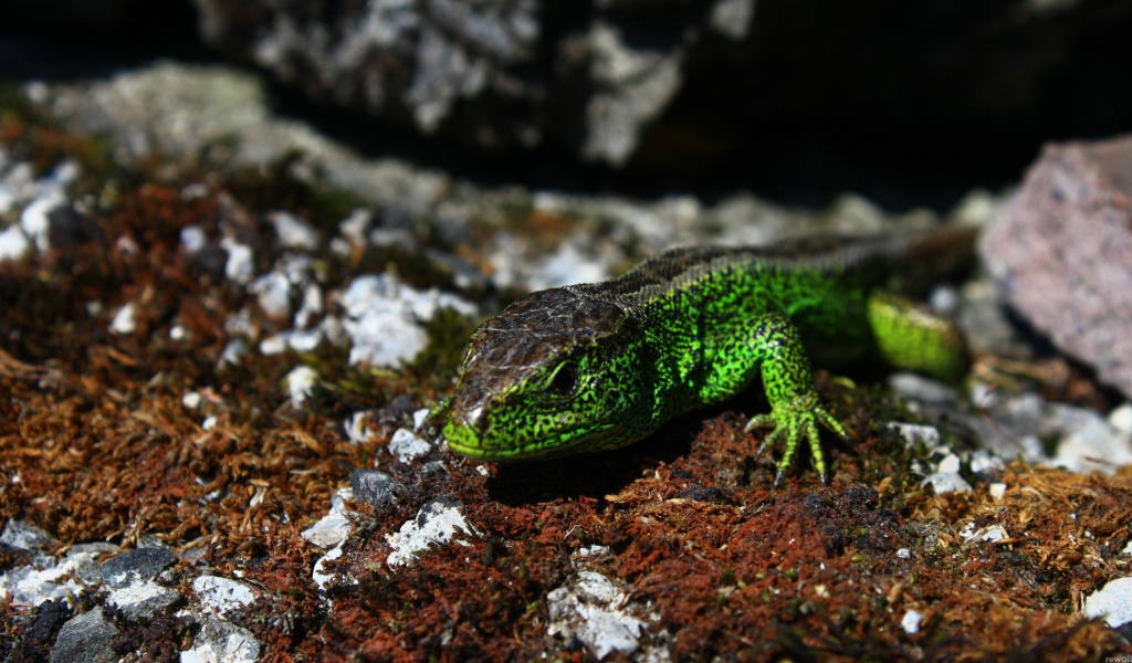 Зеленая ящерица