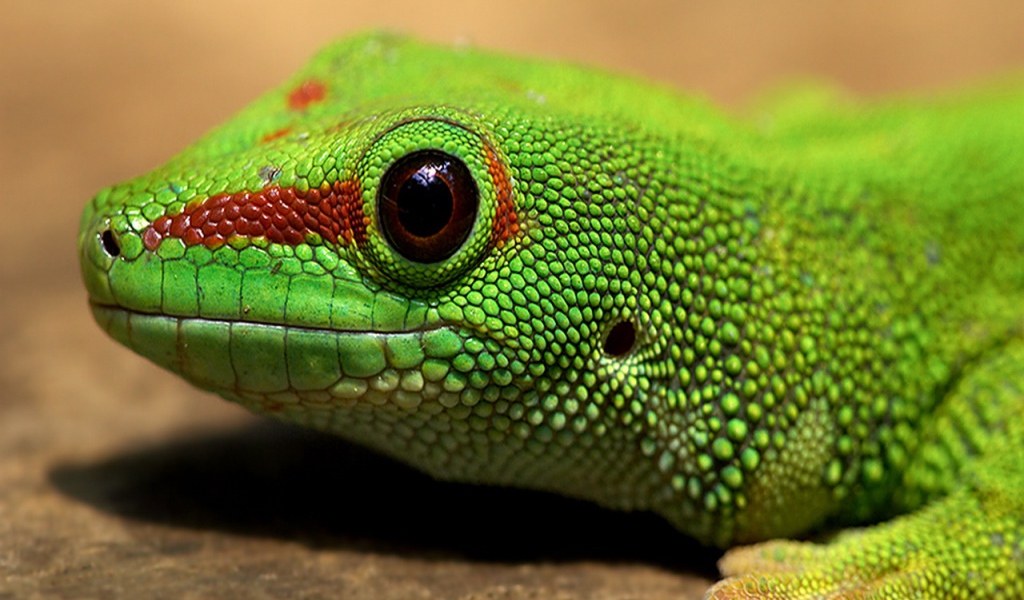 Голова зеленой ящерицы