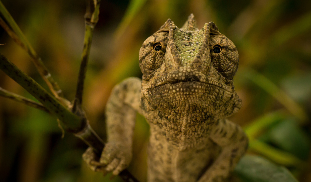 Ящерица хамелеон