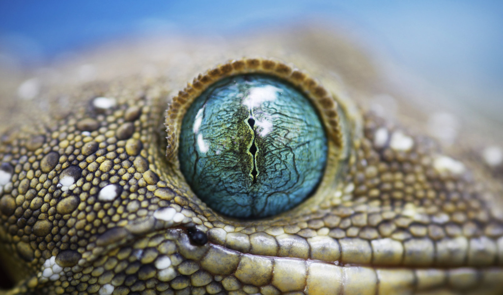 Глаз ящерицы
