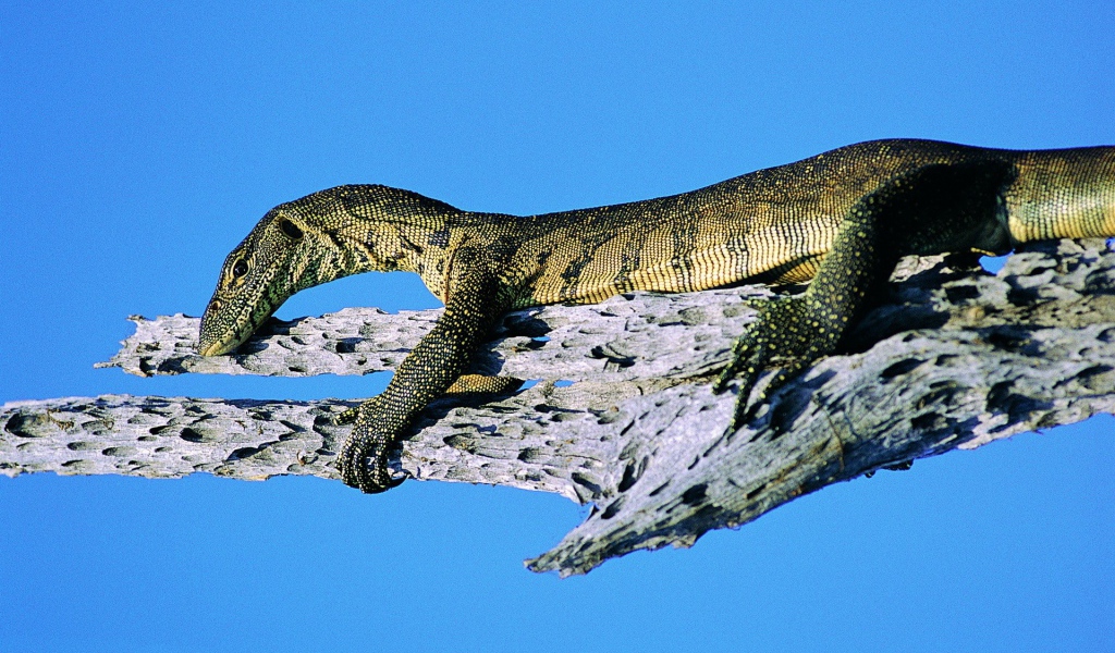 Ящерица на синем фоне