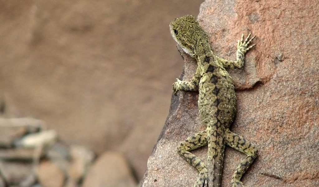 Ящерица на скале