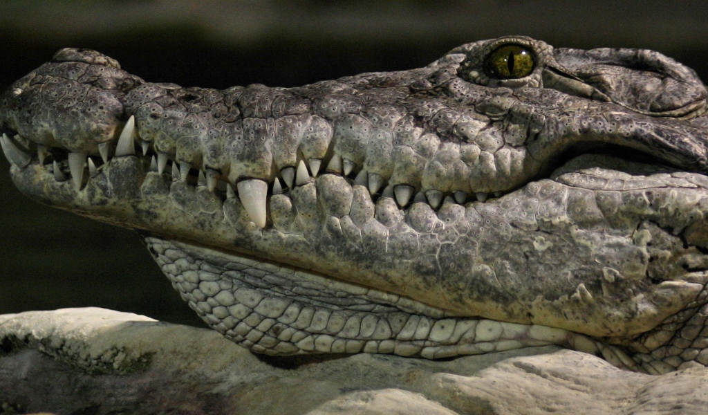 Голова крокодила