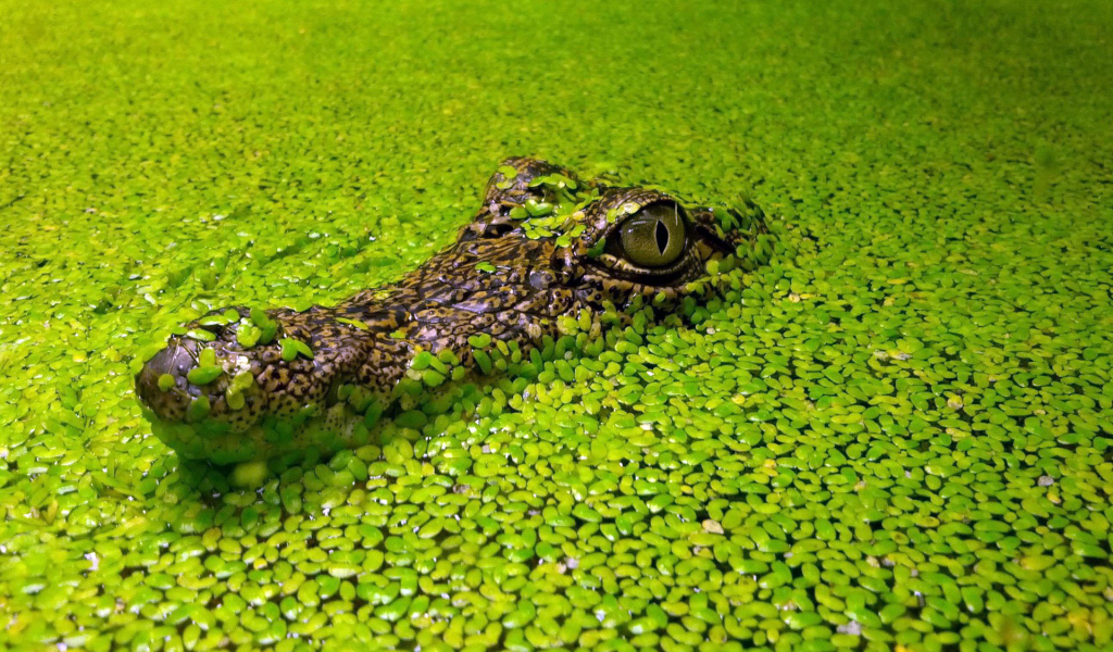 Голова крокодила