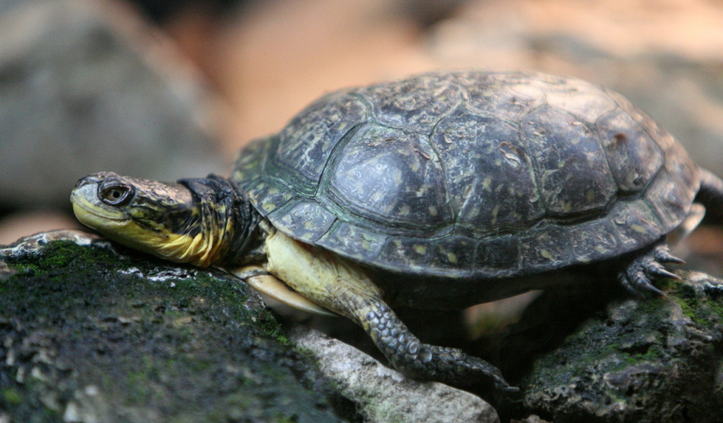 Черепаха на камнях