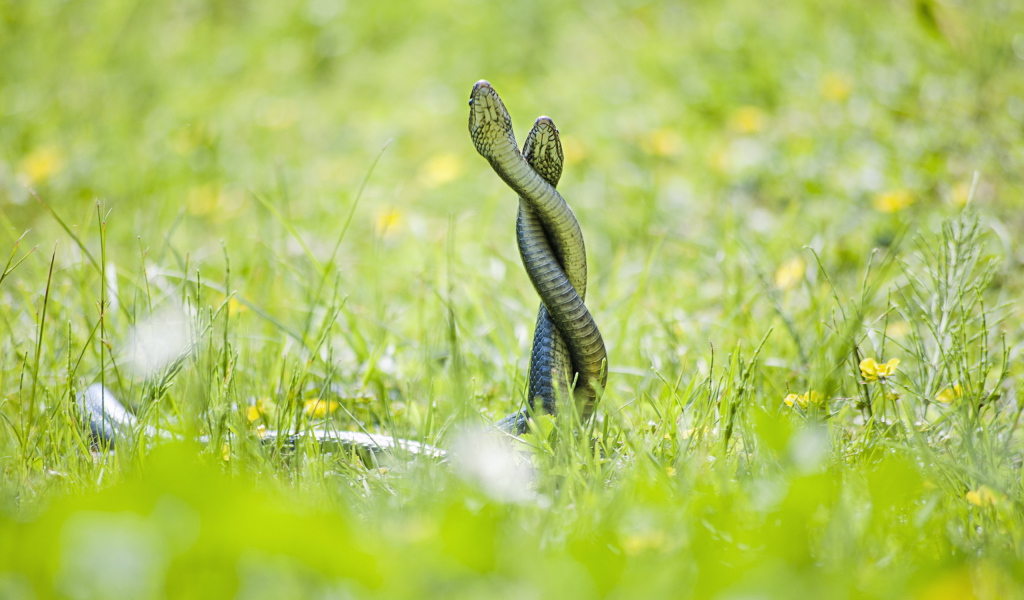 Две змеи на зеленой траве